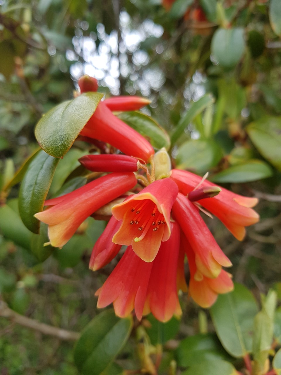 Class 1: A hardy species rhododendron, truss or spray: 1st place: R. keysii 0159 Alan Pedrick
